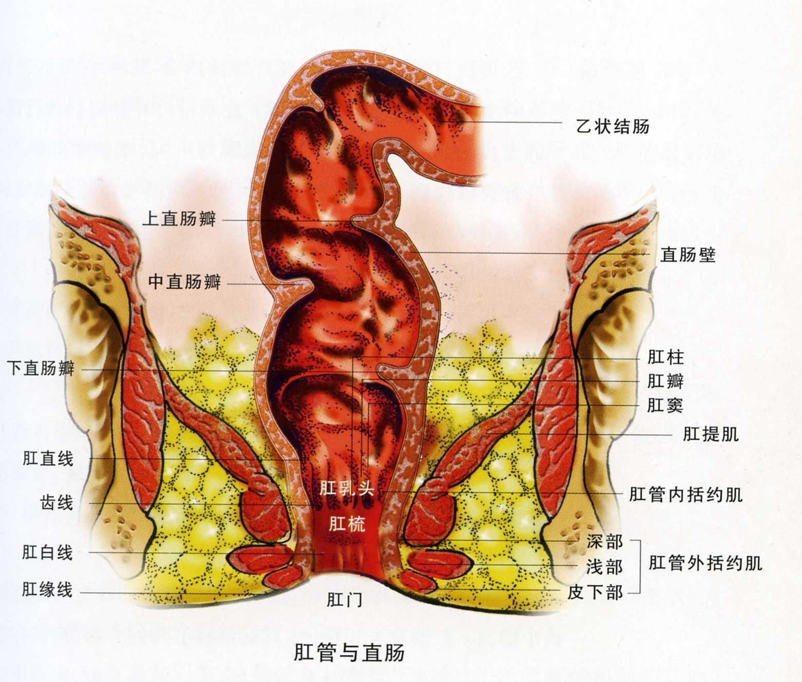 肛周疾病百科
